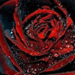 Meet your Posher, Zach